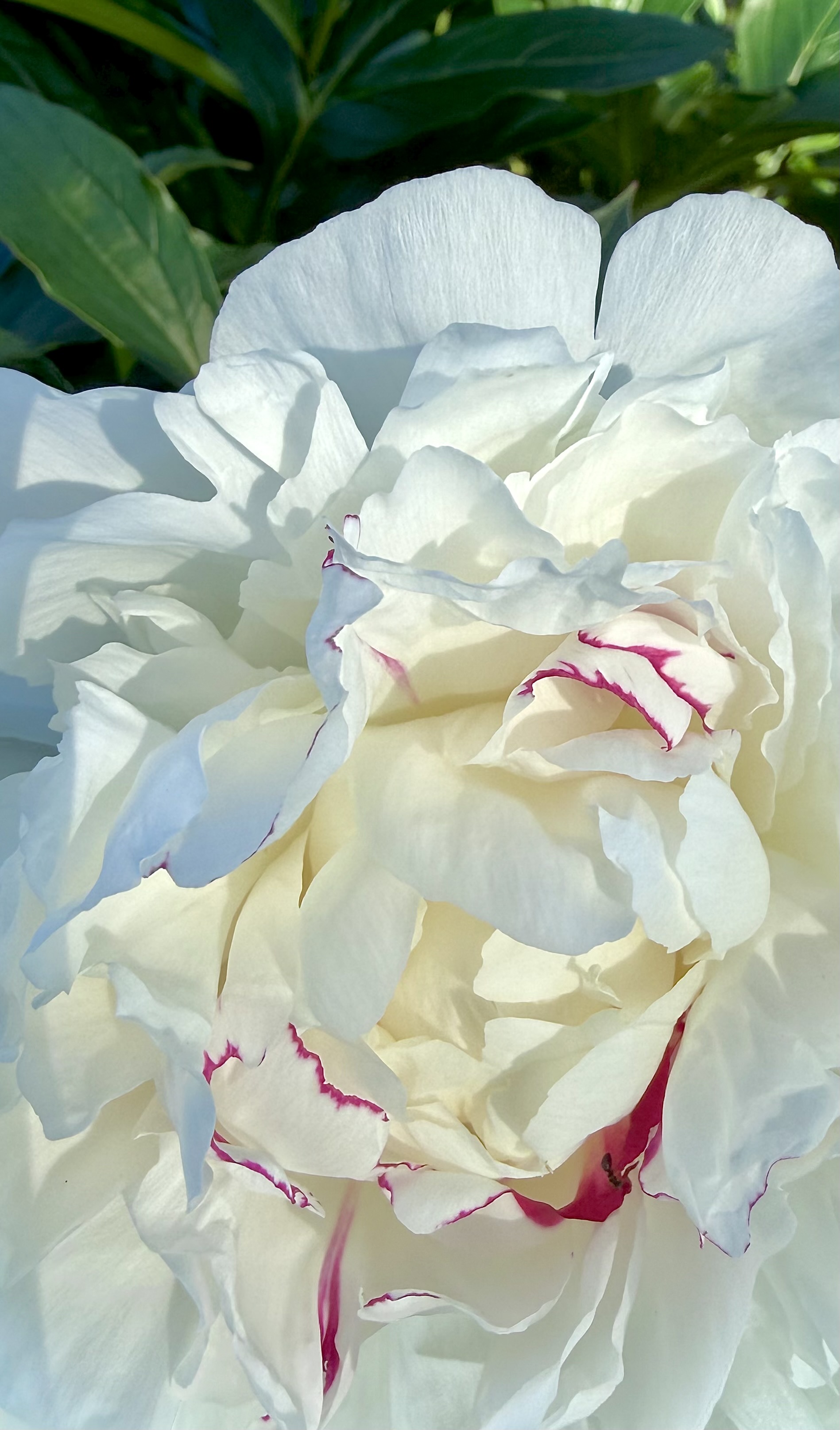 White peony in bloom, its inner petals edged in magenta